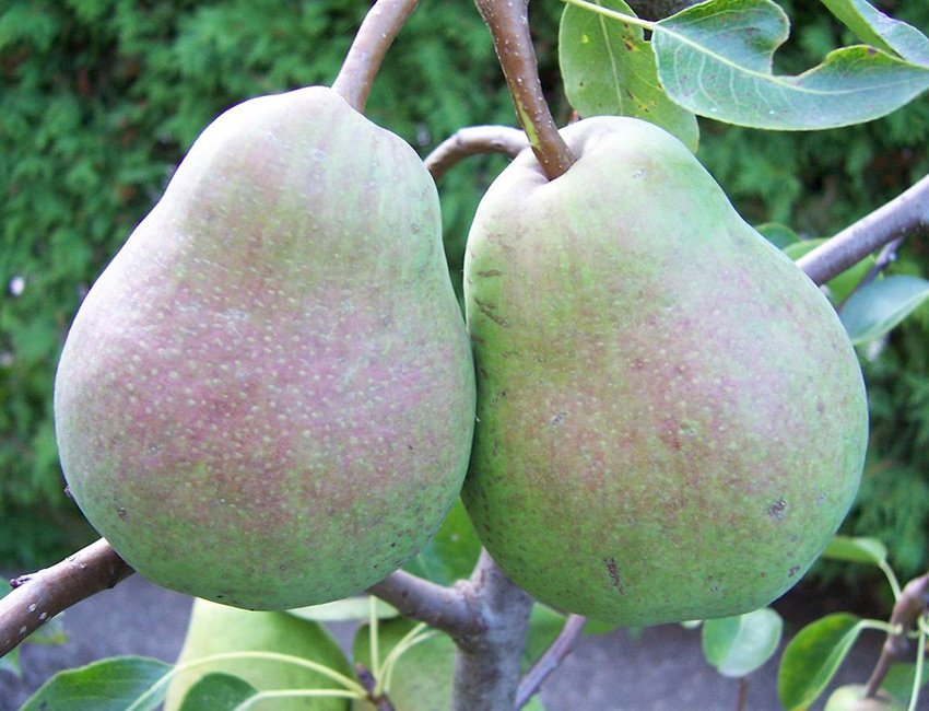 BEURRÉ ALEXANDRE LUCAS