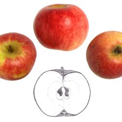 BELLE FILLE DE SALINS