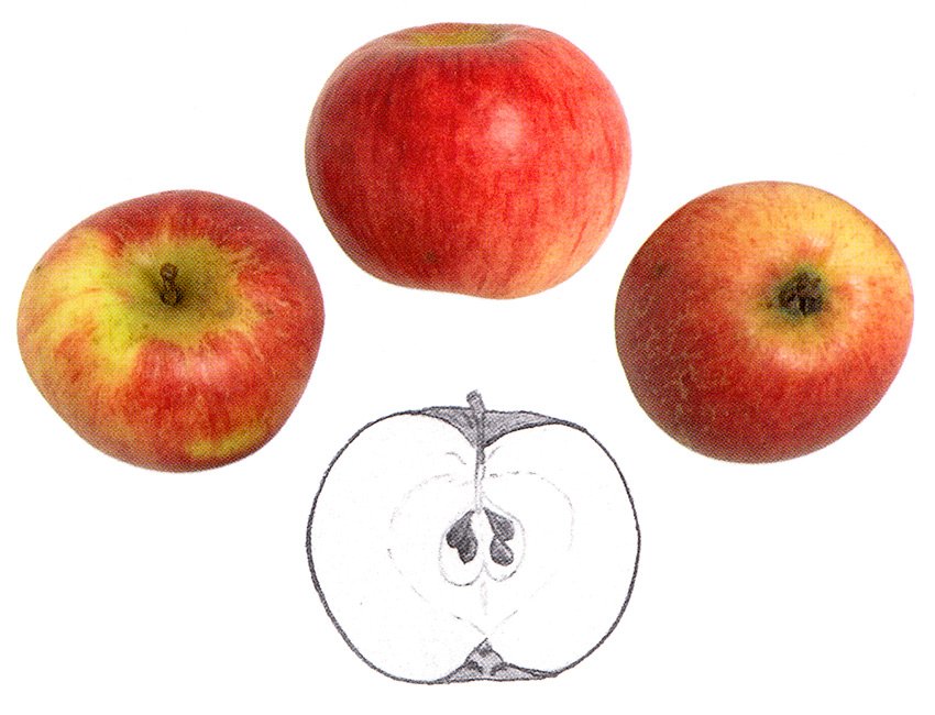 BELLE FILLE DE SALINS