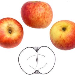 BELLE FILLE DE LA CREUSE