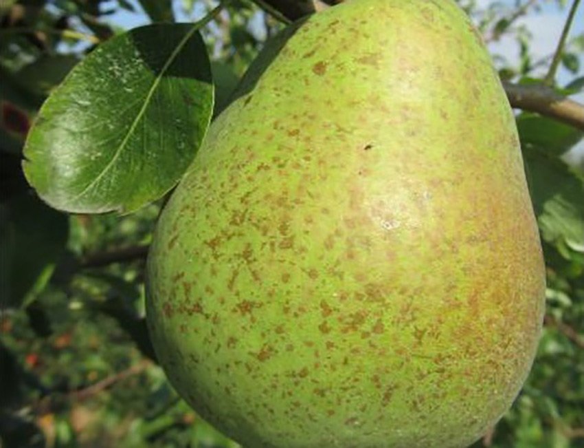 BEURRÉ ALEXANDRE LUCAS – Image 2