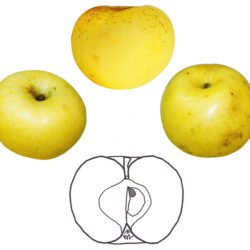 CANADA BLANC DE LA CREUSE