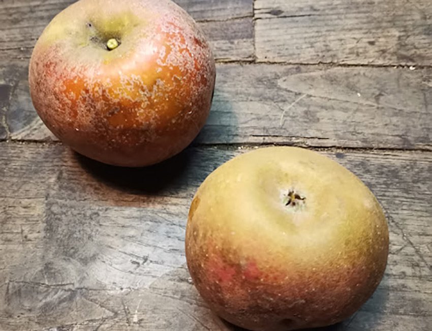 COURT PENDU GRIS DU LIMOUSIN – Image 2