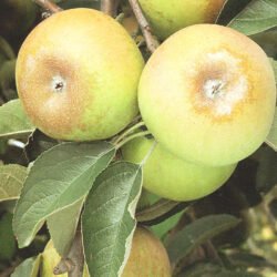 COURT PENDU GRIS DU LIMOUSIN