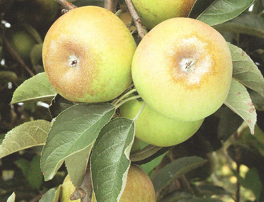 COURT PENDU GRIS DU LIMOUSIN