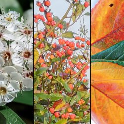 C. X LAVALLEII 'CARRIEREI'