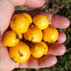 C. MEXICANA VAR. STIPULACEA