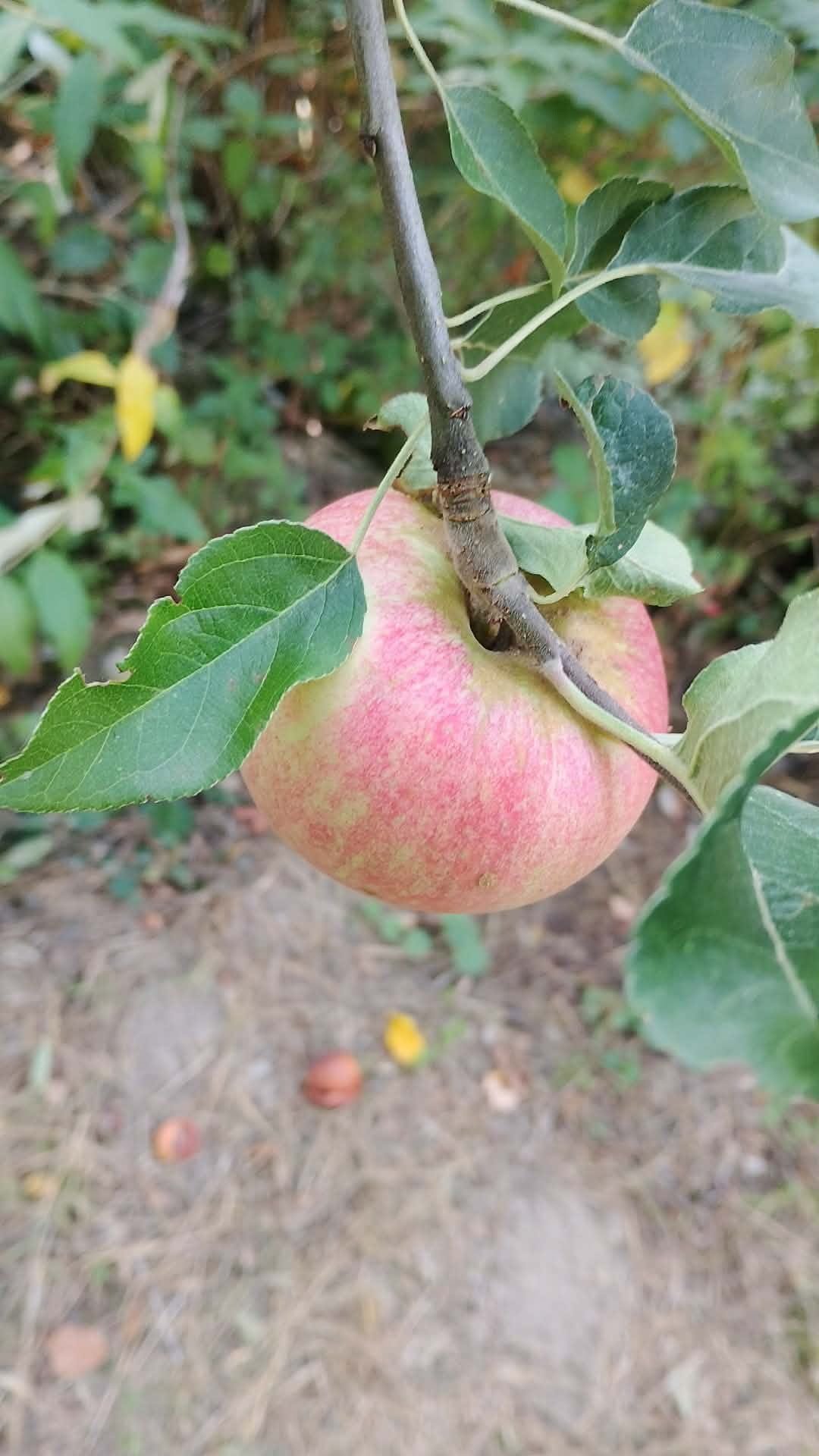 MANTET