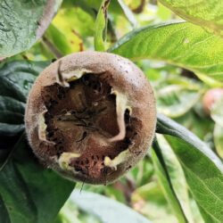 MONSTRUEUSE D'EVREINOFF