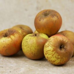 REINETTE D'ARMORIQUE