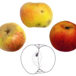 REINETTE DE SAINTE FEYRE