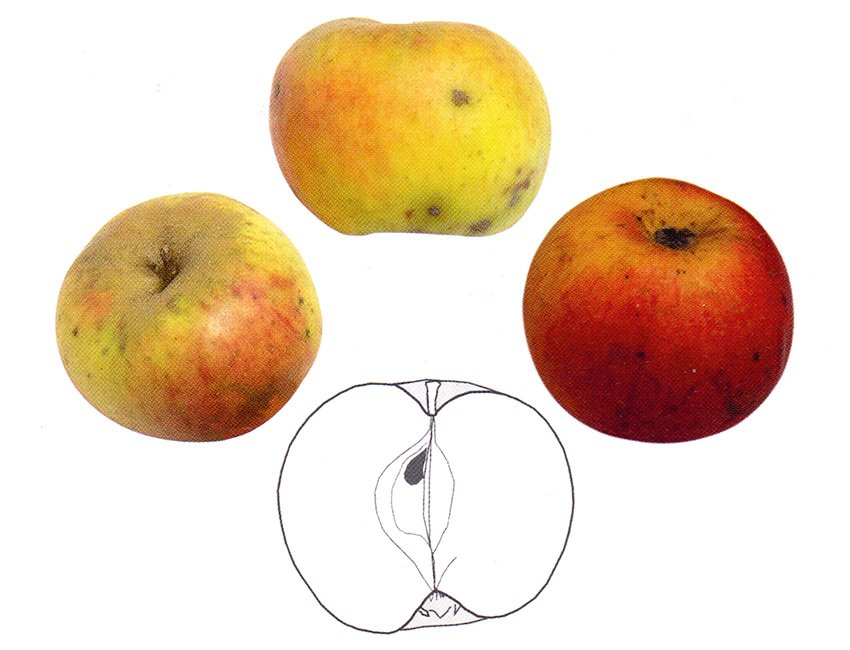 REINETTE DE SAINTE FEYRE