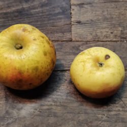 REINETTE MARBREE DE LA CREUSE