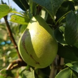 SUCRĂE VERTE DE MONTLUĂON