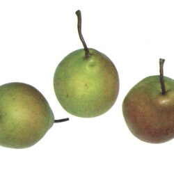 SUCRÉE VERTE DE MONTLUÇON