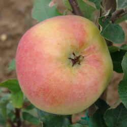 TRANSPARENTE DE CRONCELS