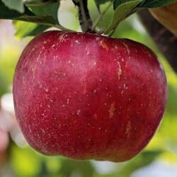 CALVILLE ROUGE D'HIVER