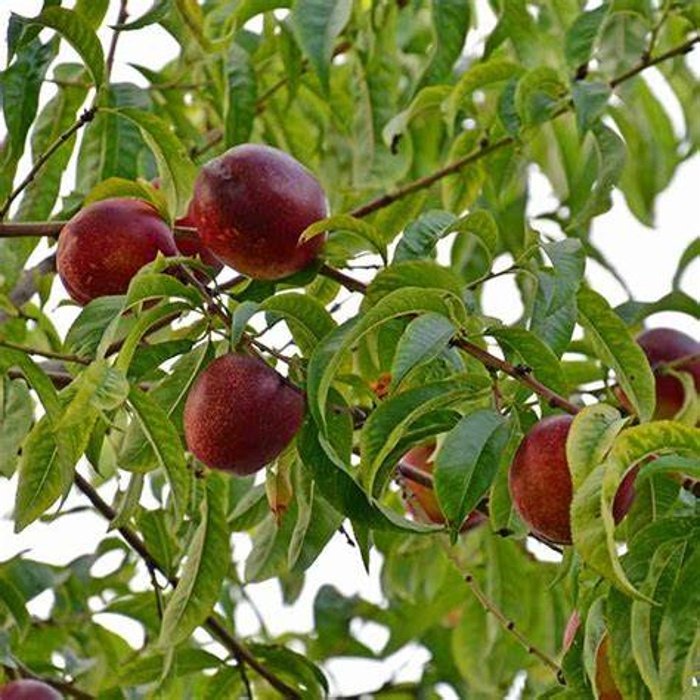 NECTARINE MORTON