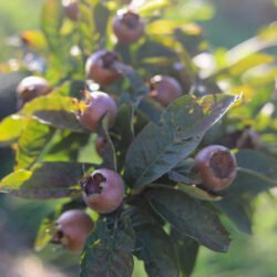 🍂 Néfliers d’Allemagne