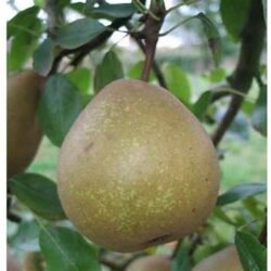 JOSEPHINE DE MALINES