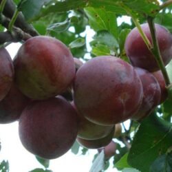 REINE CLAUDE D'ALTAN