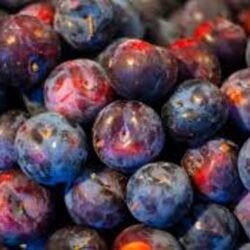 SPRING SATIN BIRICOCOLO