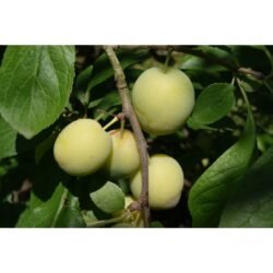 REINE CLAUDE D'OULLINS