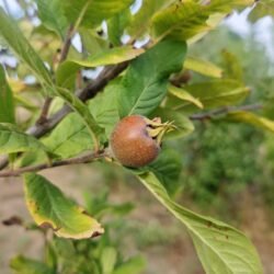 APYRENA