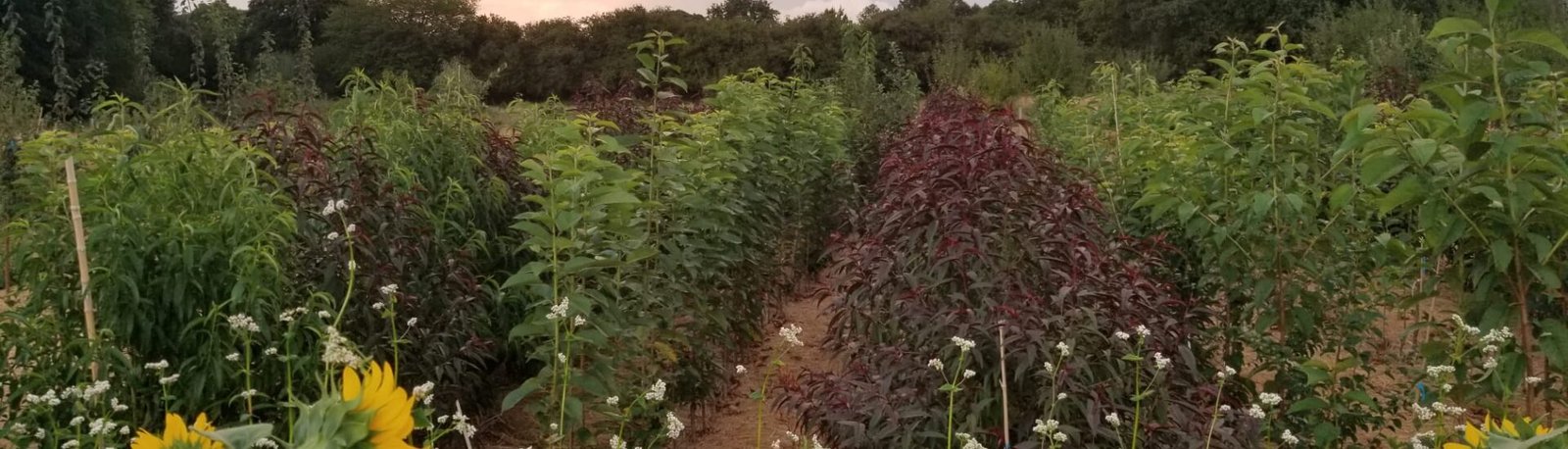 Photo pépi